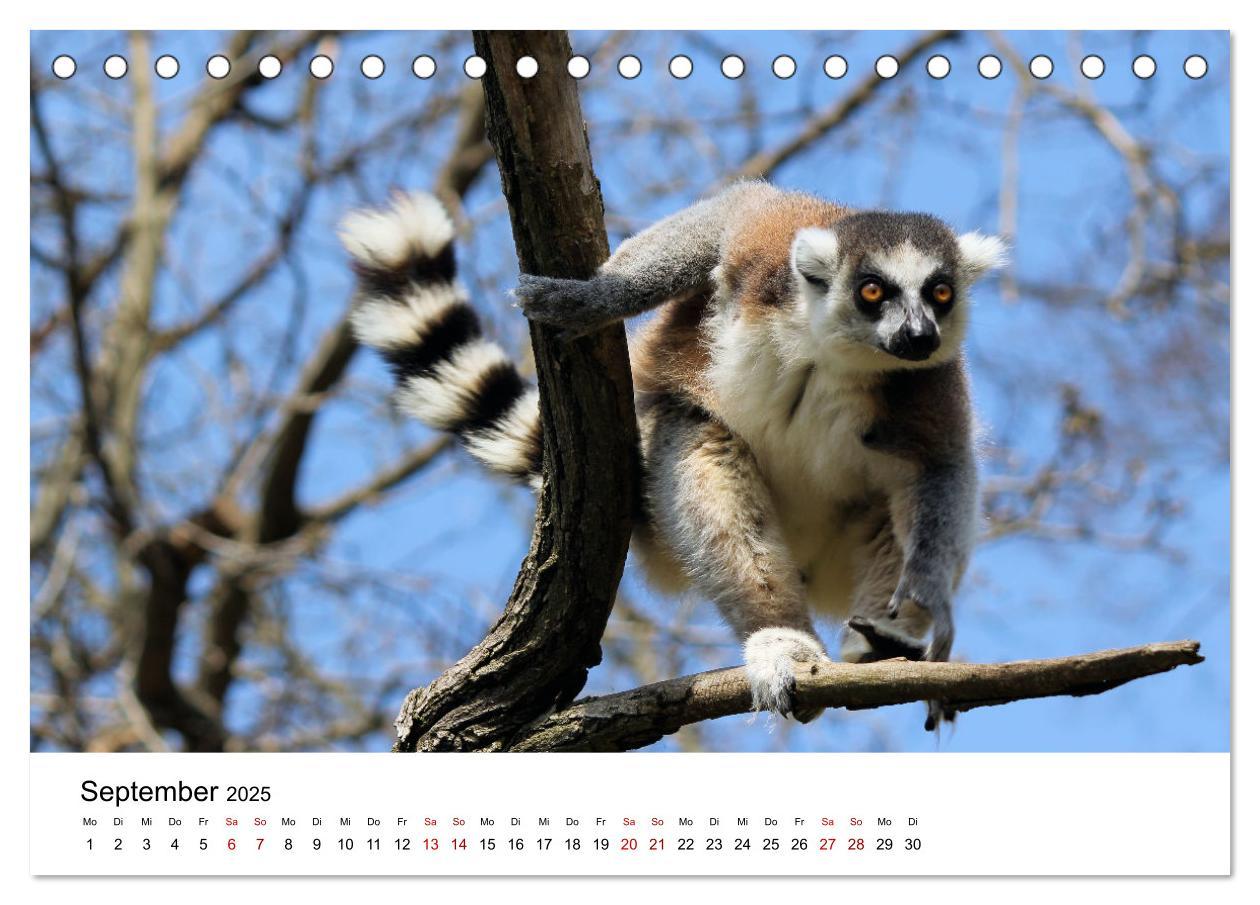 Bild: 9783383997129 | Naturparadies Madagaskar (Tischkalender 2025 DIN A5 quer), CALVENDO...