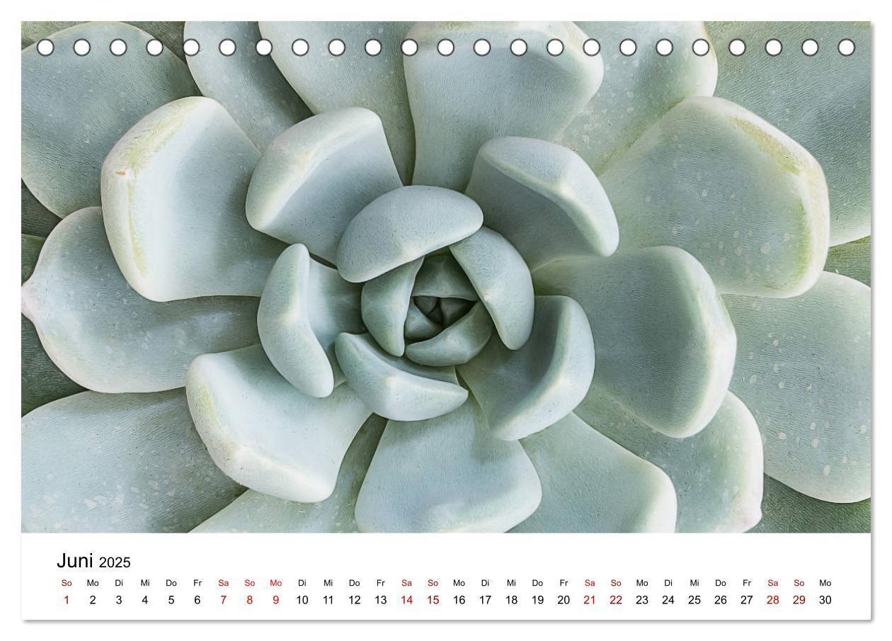 Bild: 9783435290574 | Sukkulenten Galerie (Tischkalender 2025 DIN A5 quer), CALVENDO...