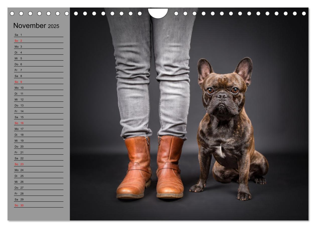 Bild: 9783435031191 | Bullymania - Französische Bulldoggen (Wandkalender 2025 DIN A4...