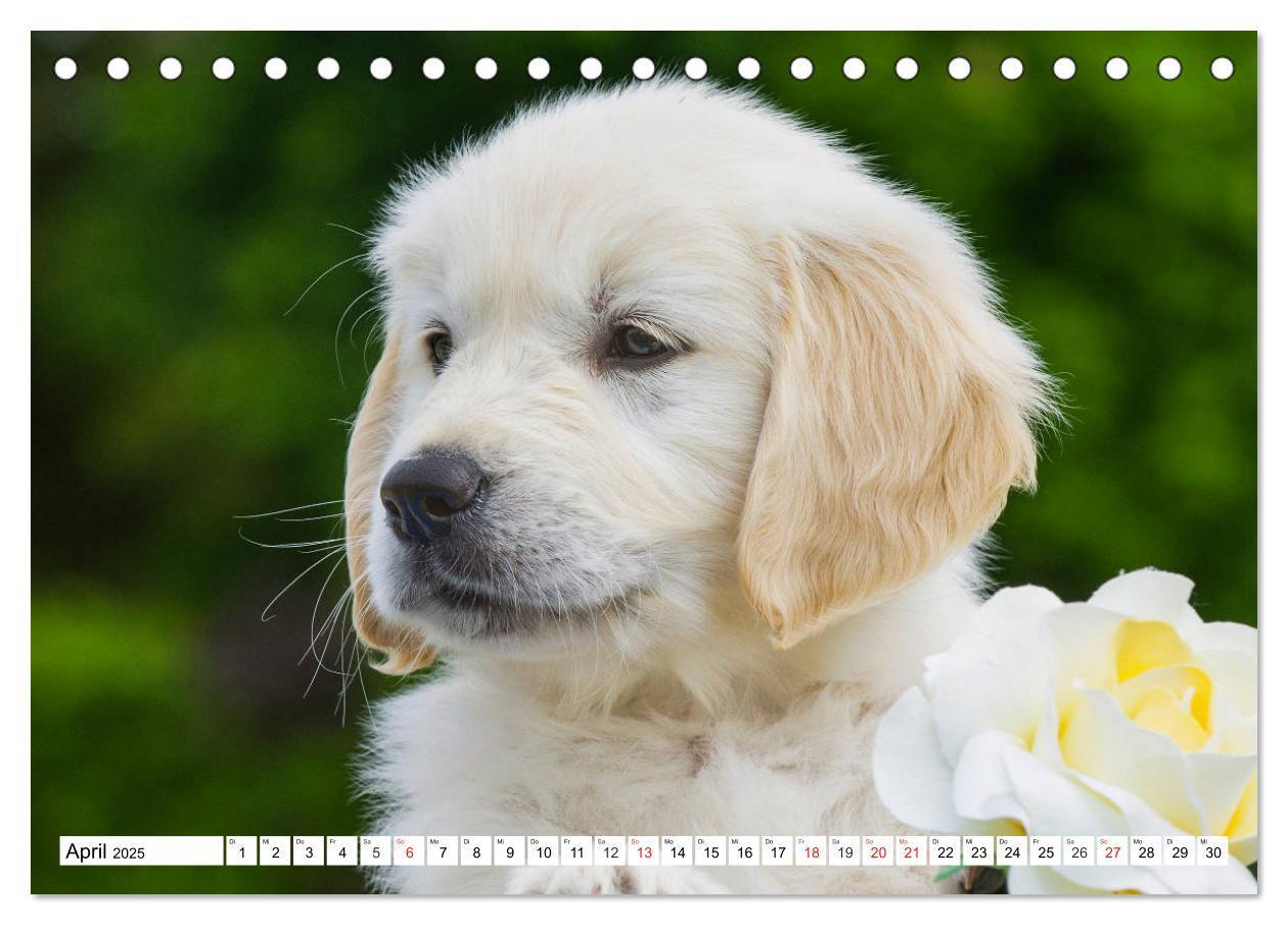 Bild: 9783435212903 | Goldige Herzensbrecher - Golden Retriever Welpen (Tischkalender...