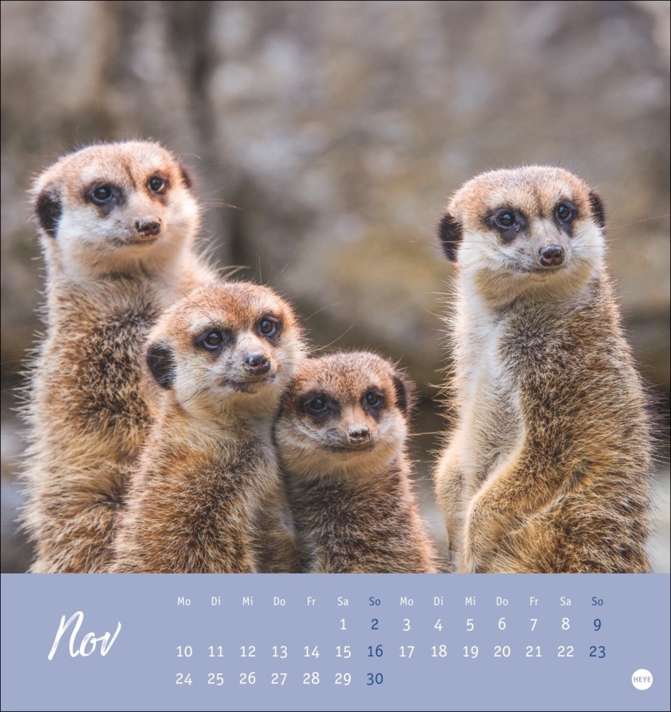 Bild: 9783756407163 | Erdmännchen Postkartenkalender 2025 | Kalender | Spiralbindung | 13 S.