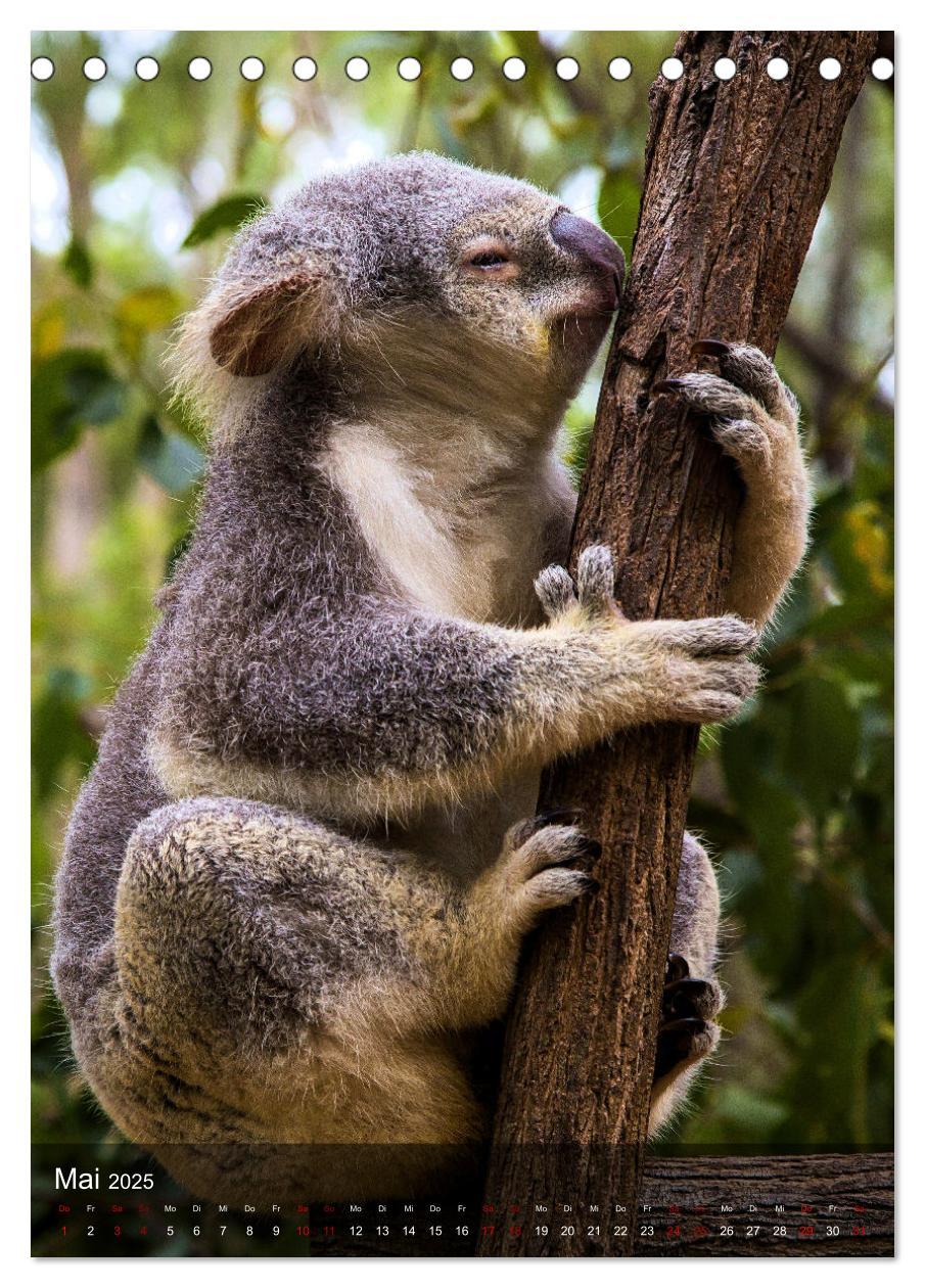 Bild: 9783435910946 | Koalas auf den Pelz gerückt (Tischkalender 2025 DIN A5 hoch),...