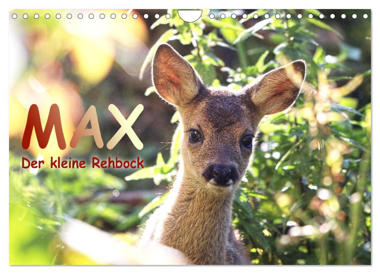 Cover: 9783435088812 | Max, der kleine Rehbock (Wandkalender 2025 DIN A4 quer), CALVENDO...