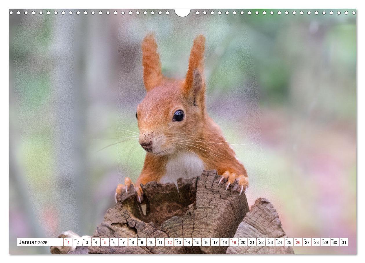 Bild: 9783435669912 | Eichhörnchen im Königlichen Garten (Wandkalender 2025 DIN A3 quer),...