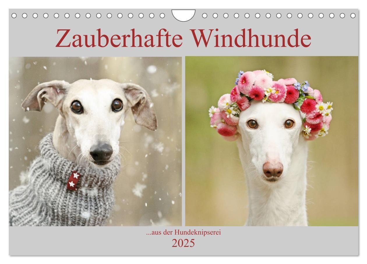 Cover: 9783435441198 | Zauberhafte Windhunde (Wandkalender 2025 DIN A4 quer), CALVENDO...