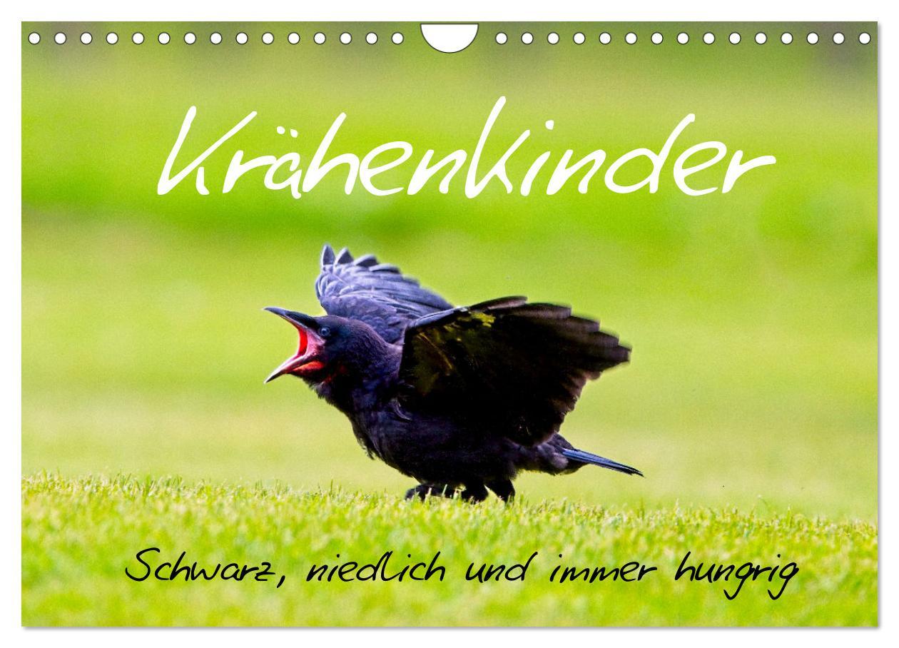 Cover: 9783457229347 | Krähenkinder - Schwarz, niedlich und immer hungrig (Wandkalender...