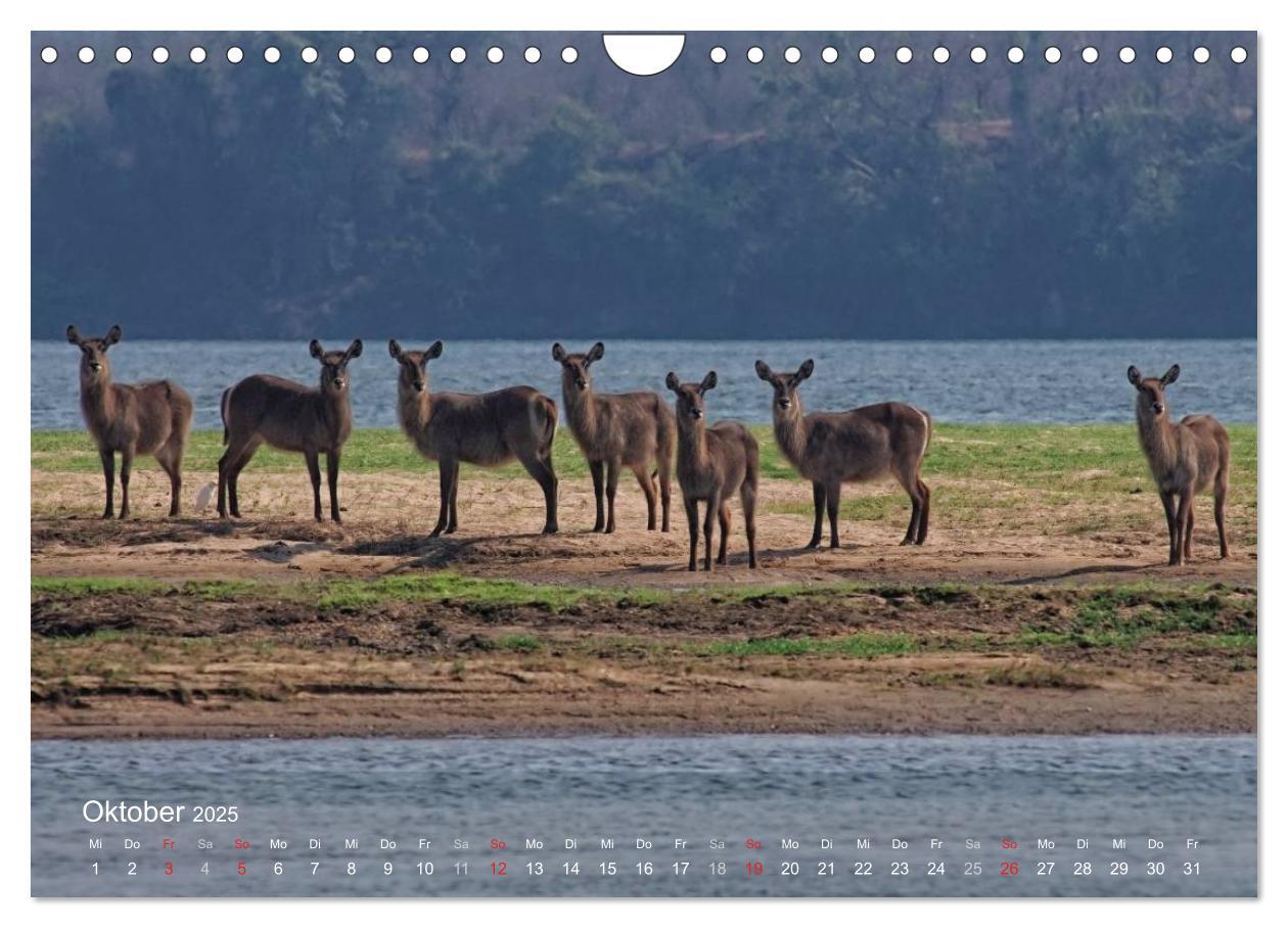 Bild: 9783435769155 | Zimbabwe (Wandkalender 2025 DIN A4 quer), CALVENDO Monatskalender