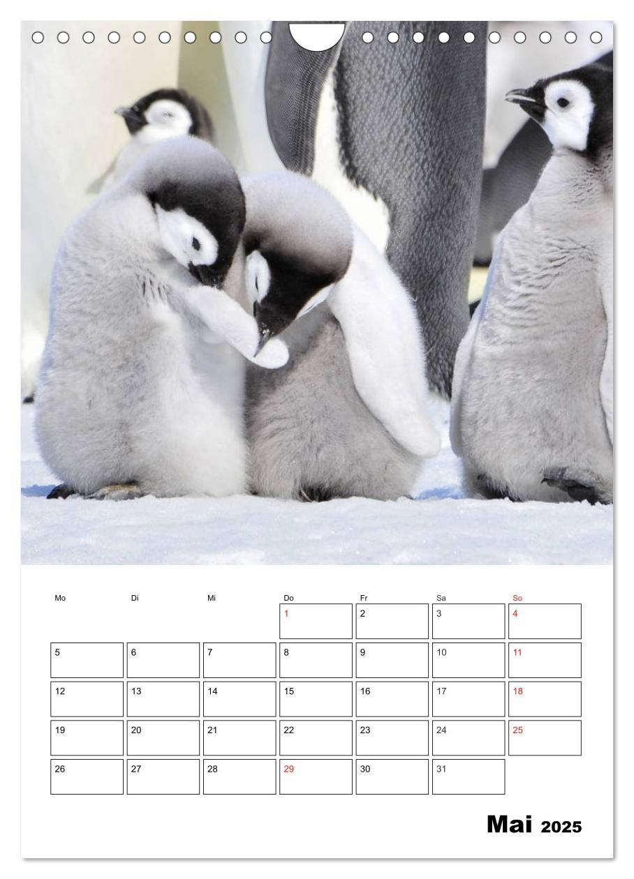 Bild: 9783457035726 | Pinguine. Familienglück im Eis (Wandkalender 2025 DIN A4 hoch),...