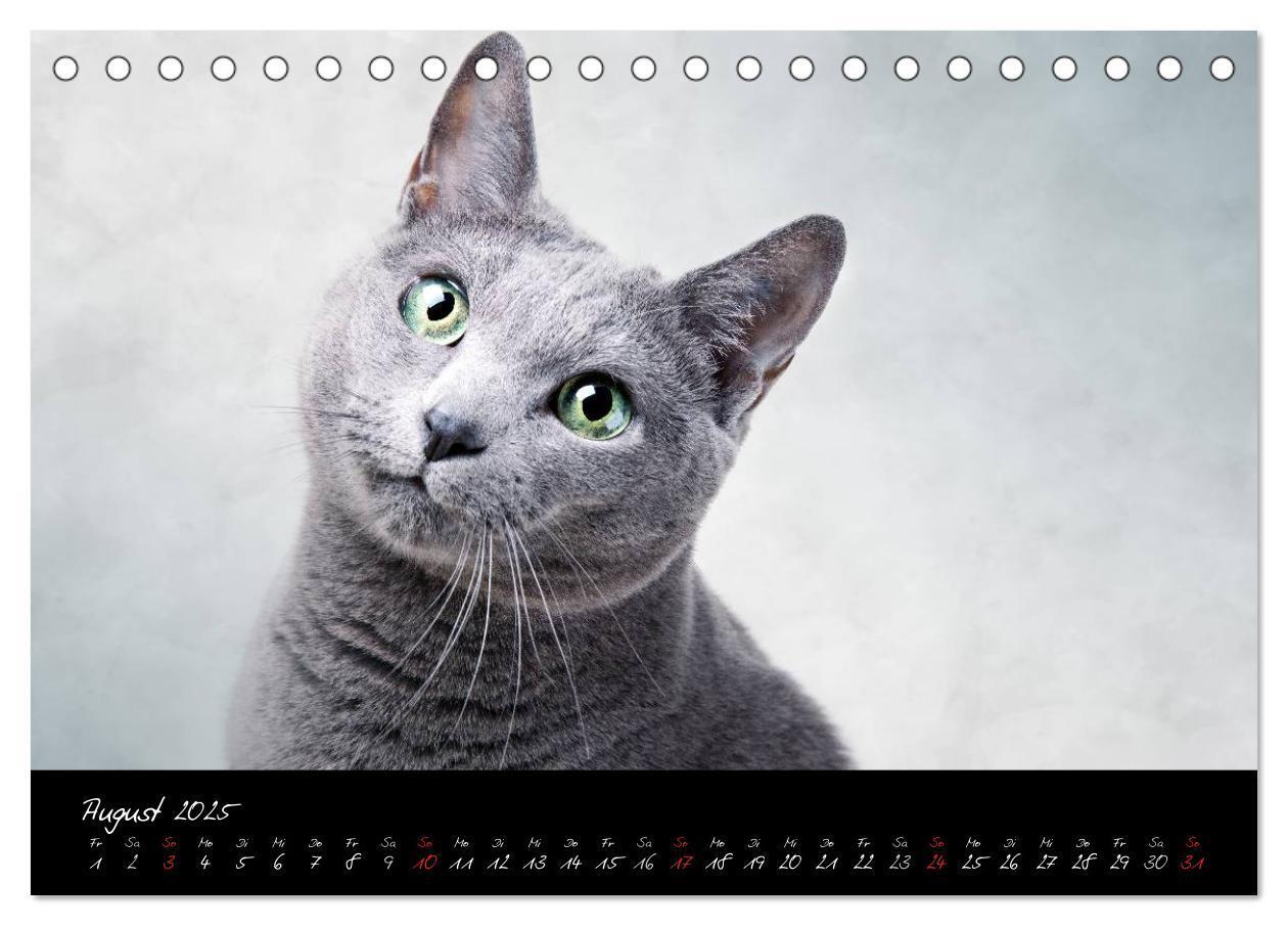 Bild: 9783435827954 | Katzen 2025 (Tischkalender 2025 DIN A5 quer), CALVENDO Monatskalender