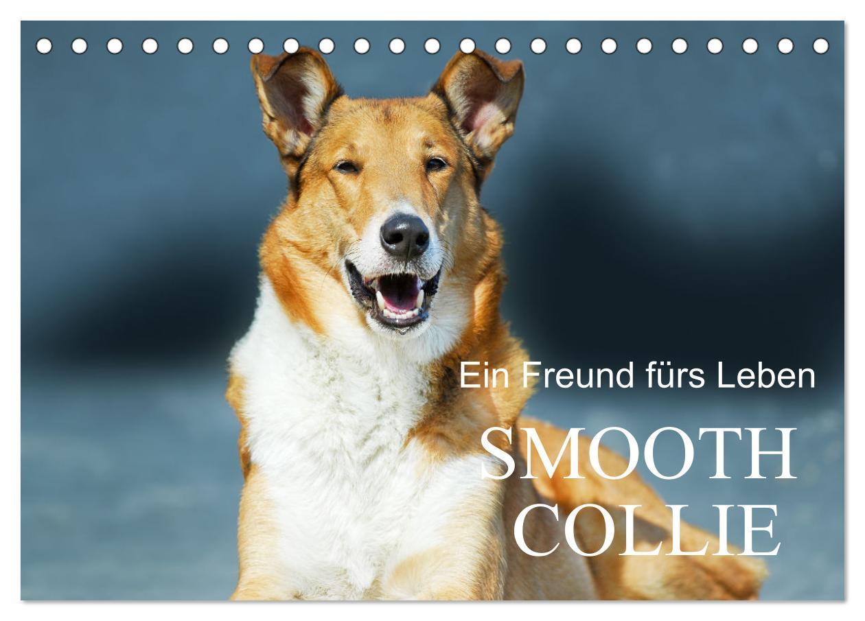 Cover: 9783457153239 | Ein Freund fürs Leben - Smooth Collie (Tischkalender 2025 DIN A5...