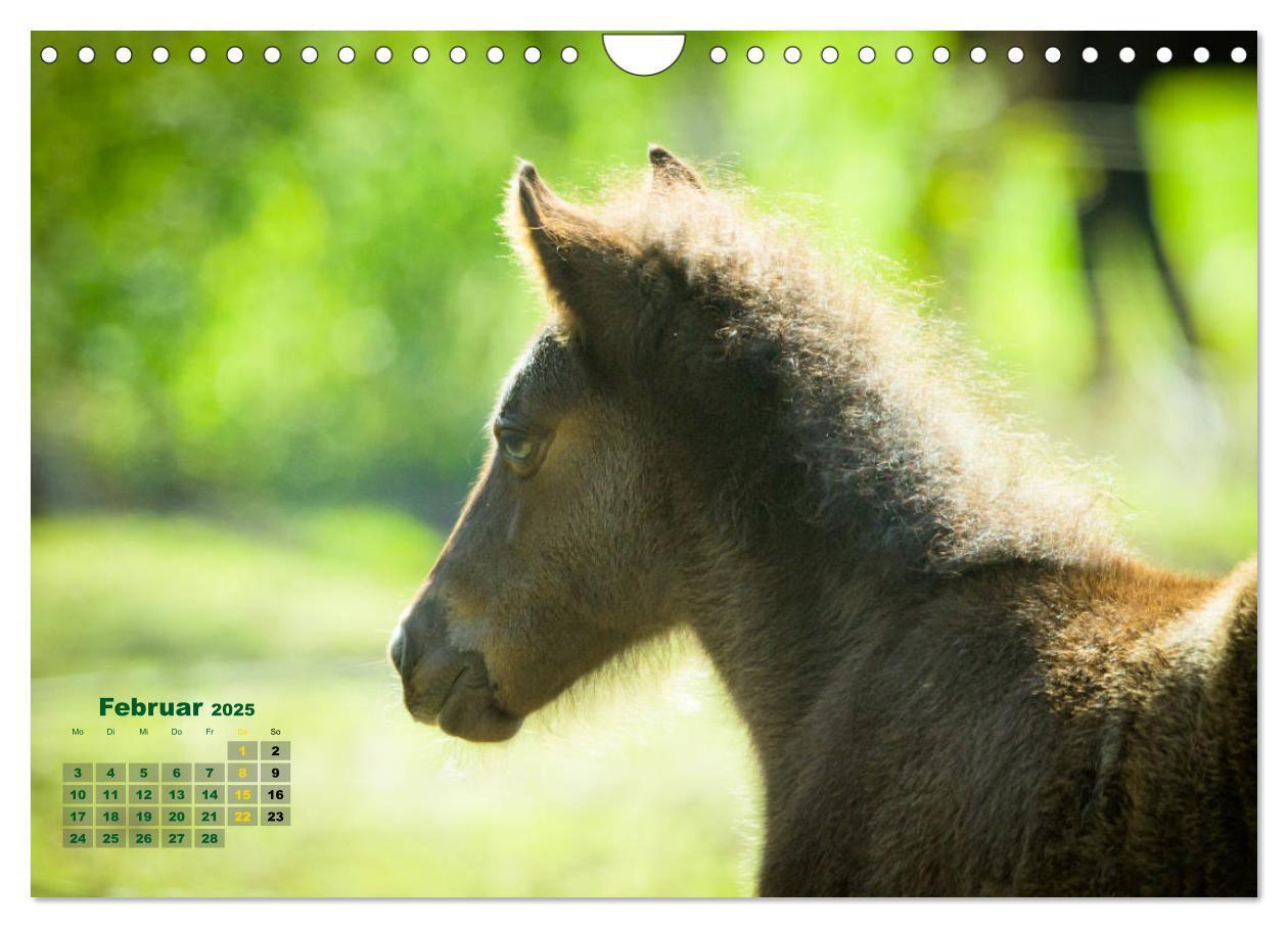 Bild: 9783435215553 | Wunderbare Fohlen (Wandkalender 2025 DIN A4 quer), CALVENDO...