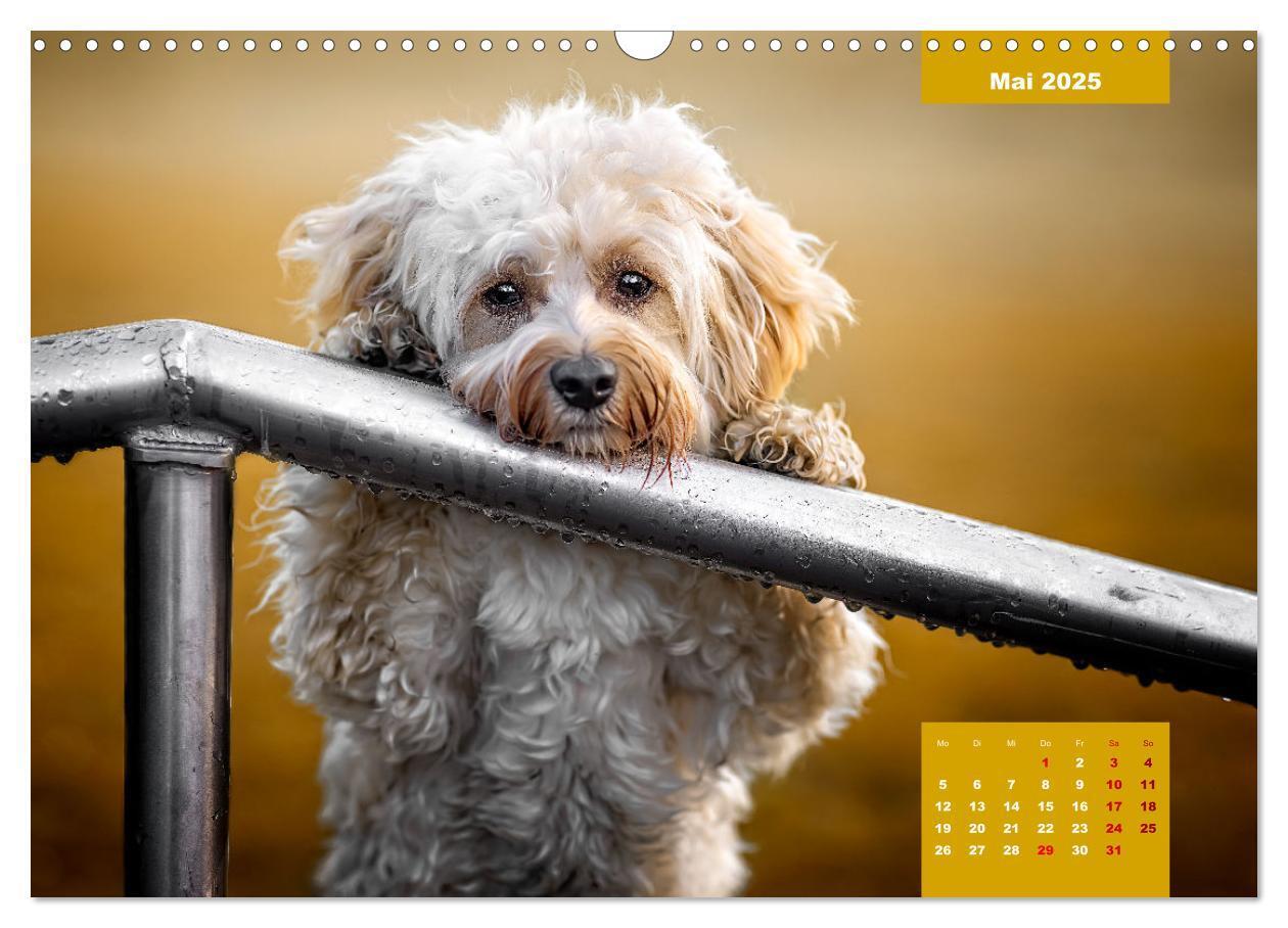 Bild: 9783435033829 | Rocket der Havaneser (Wandkalender 2025 DIN A3 quer), CALVENDO...