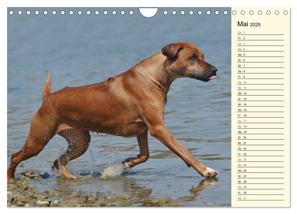 Bild: 9783435541416 | Rhodesian Ridgeback 2025 (Wandkalender 2025 DIN A4 quer), CALVENDO...