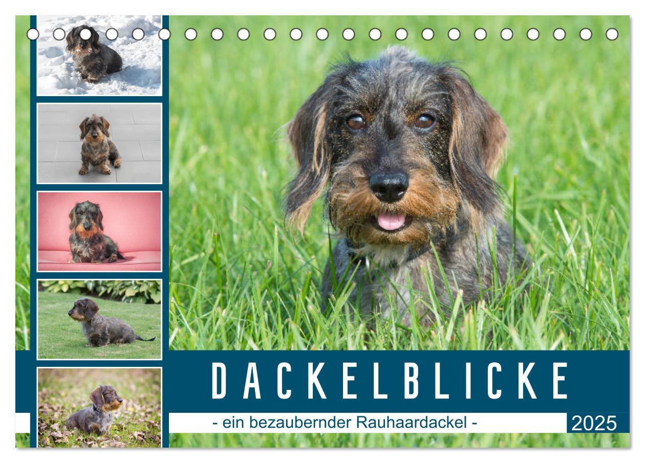 Cover: 9783435103942 | Dackelblicke - ein bezaubernder Rauhaardackel (Tischkalender 2025...