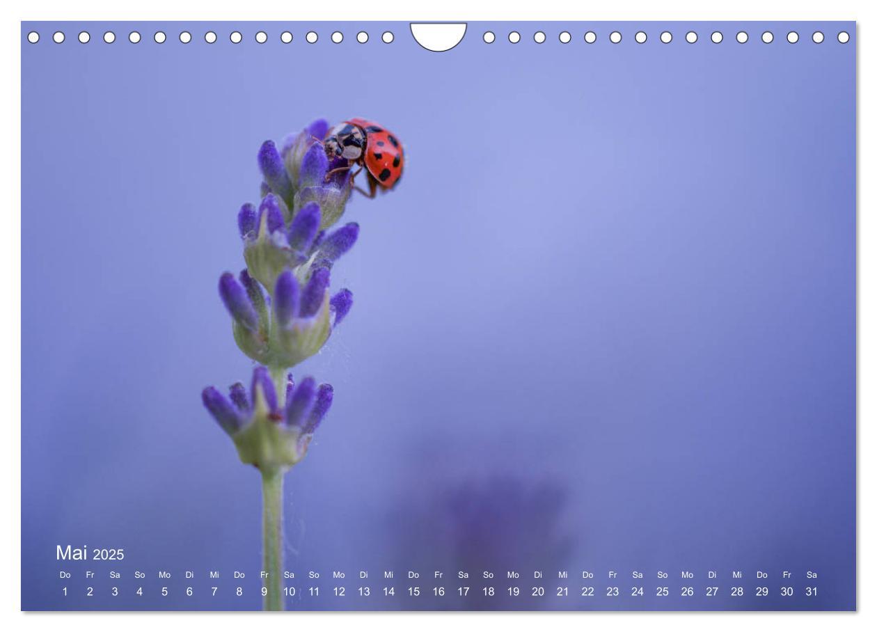 Bild: 9783435457717 | Eine Safari im Garten (Wandkalender 2025 DIN A4 quer), CALVENDO...