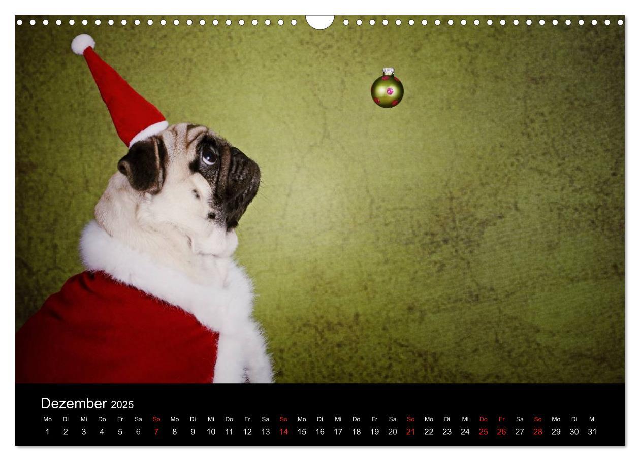 Bild: 9783435770557 | Der MOPS-Kalender (Wandkalender 2025 DIN A3 quer), CALVENDO...