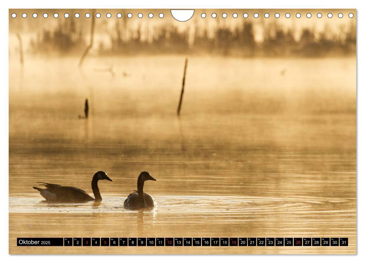 Bild: 9783435733378 | KANADA-GANS - Der 'hupende' Vogel (Wandkalender 2025 DIN A4 quer),...