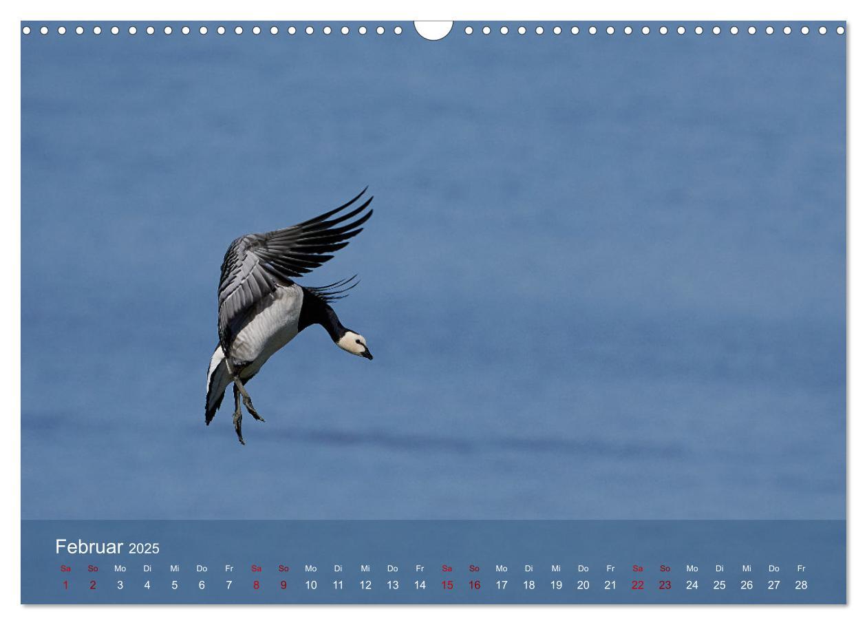 Bild: 9783435020676 | Vögel an Deutschlands Küsten (Wandkalender 2025 DIN A3 quer),...