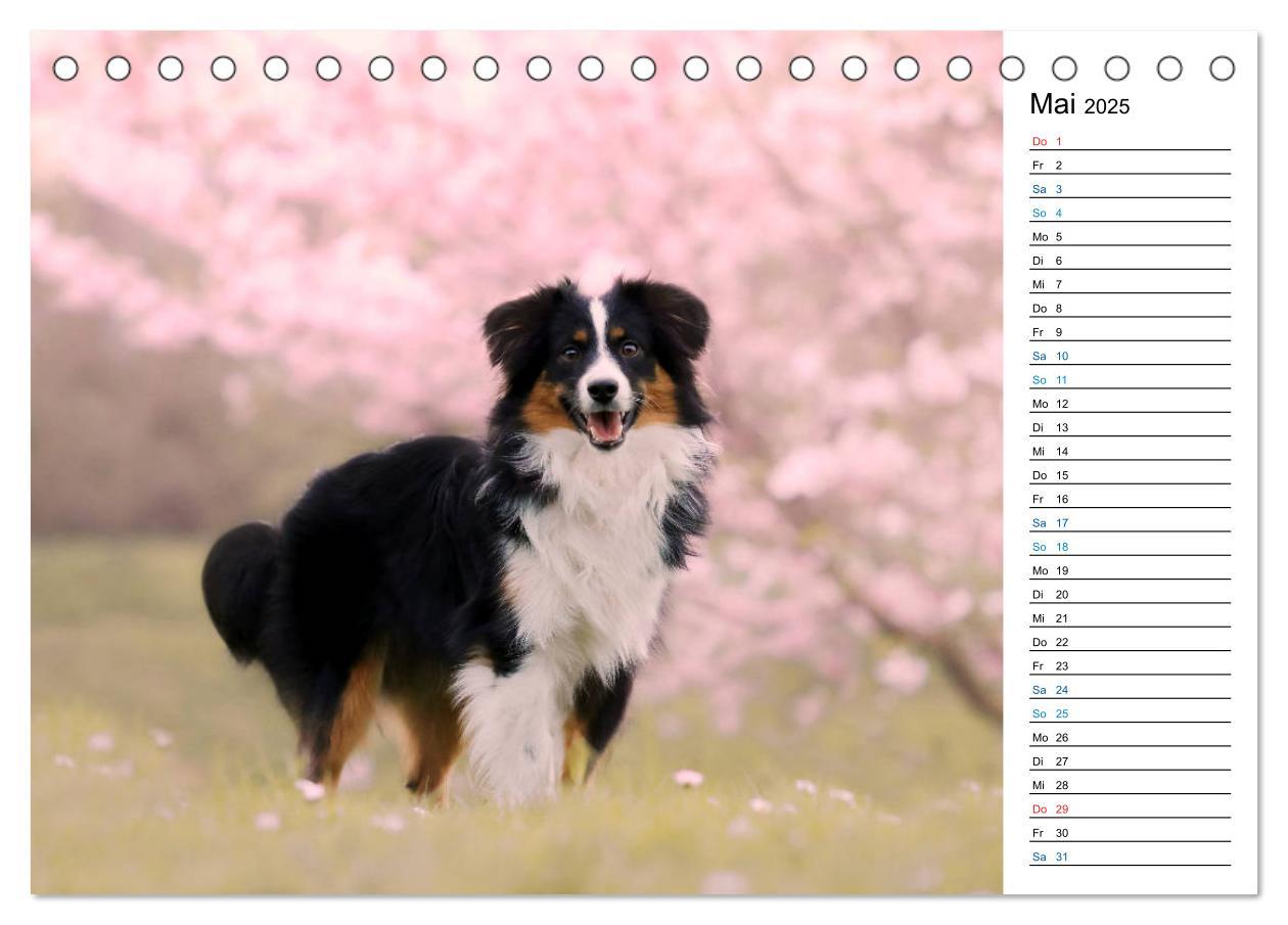 Bild: 9783435185153 | Australian Shepherd Tri Color (Tischkalender 2025 DIN A5 quer),...