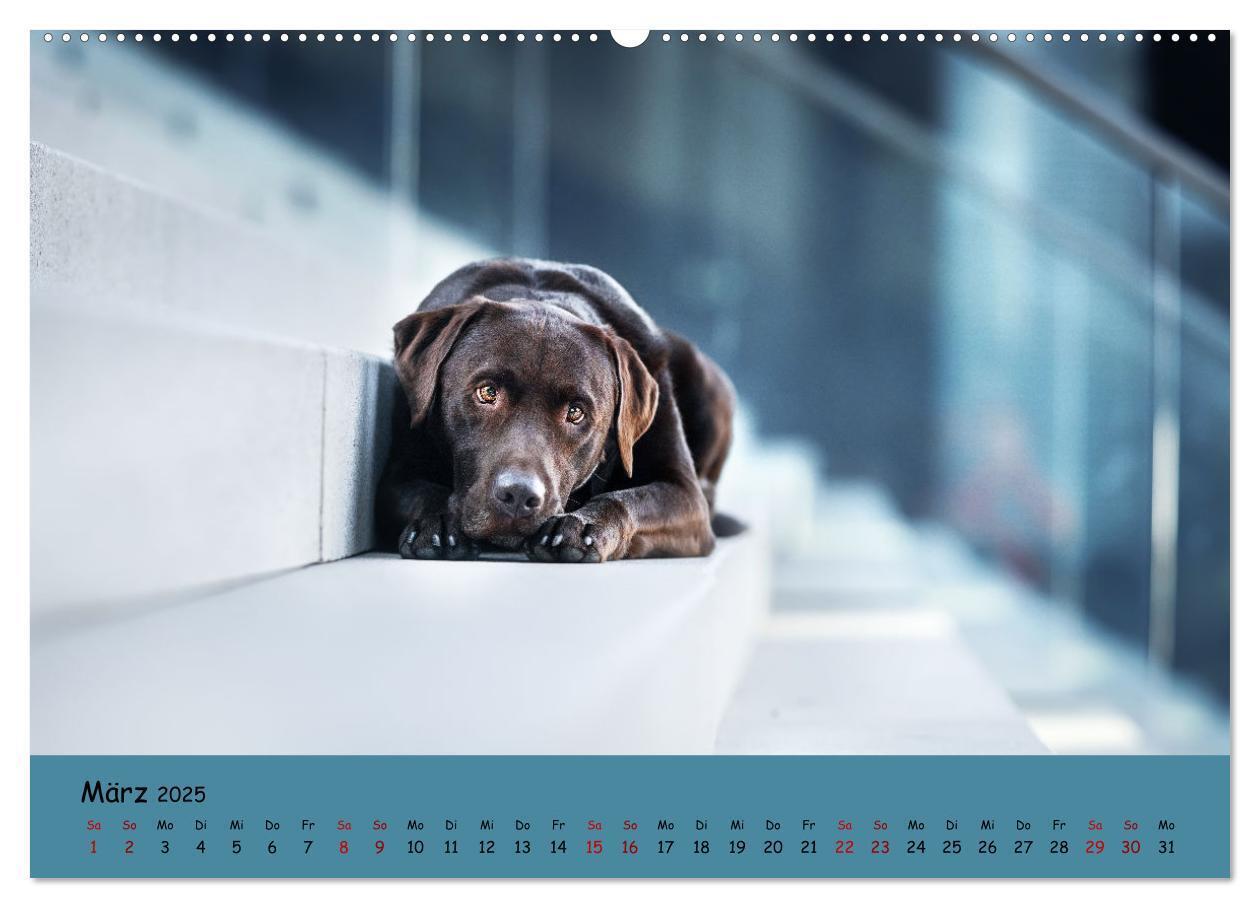 Bild: 9783383959592 | Labrador Retriever - Vielfalt auf Vier Pfoten (Wandkalender 2025...