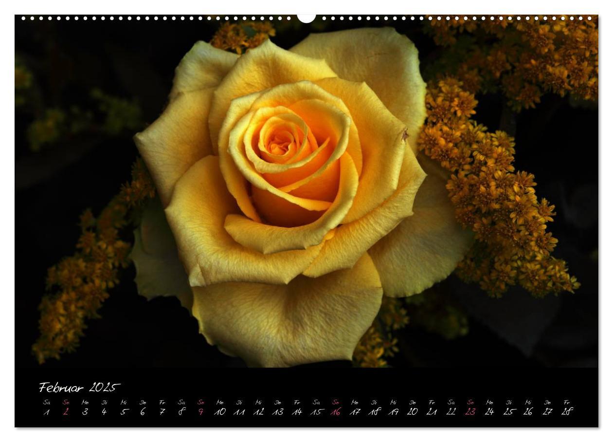 Bild: 9783435658688 | Rosen Romanze - Visuelle Musik (Wandkalender 2025 DIN A2 quer),...