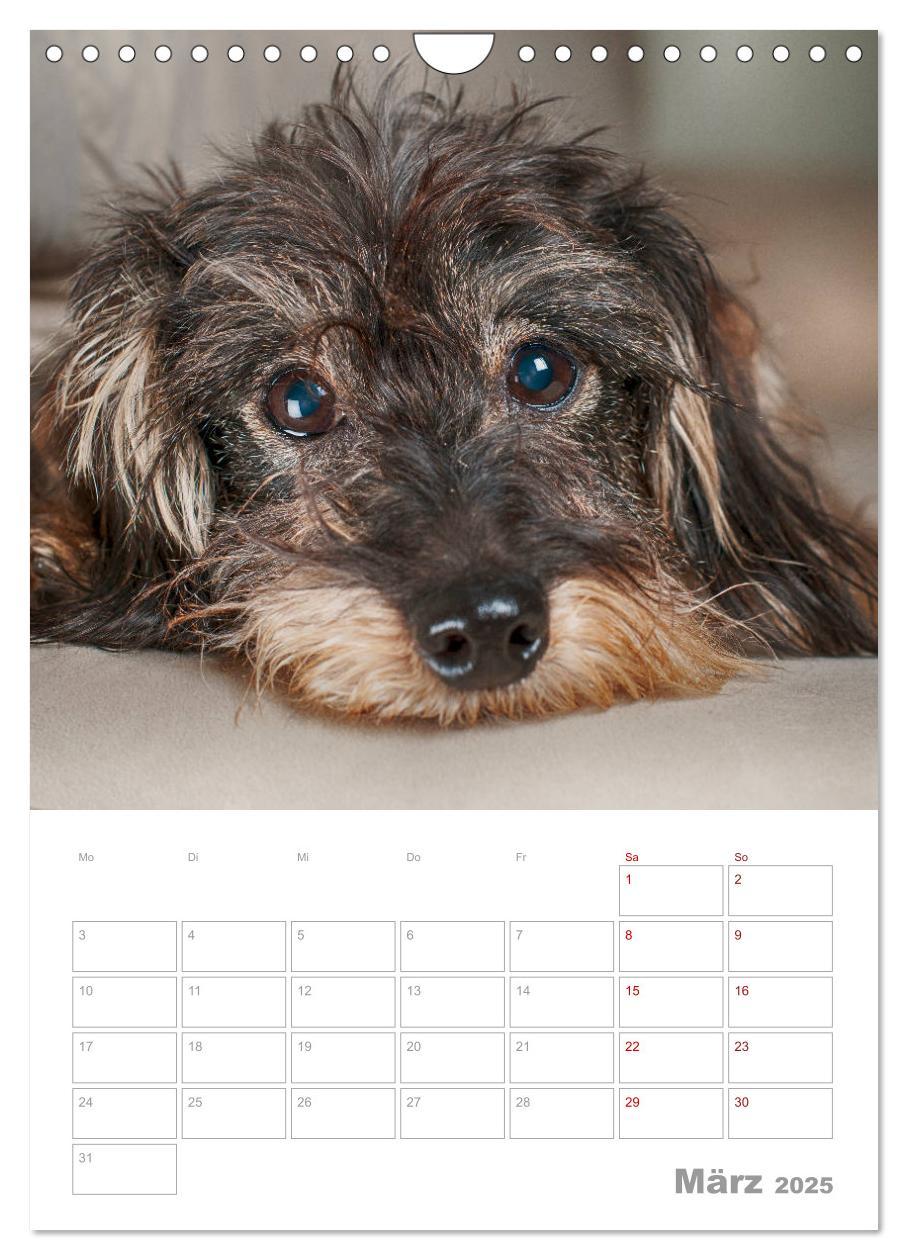 Bild: 9783435974030 | Dackelportraits (Wandkalender 2025 DIN A4 hoch), CALVENDO...