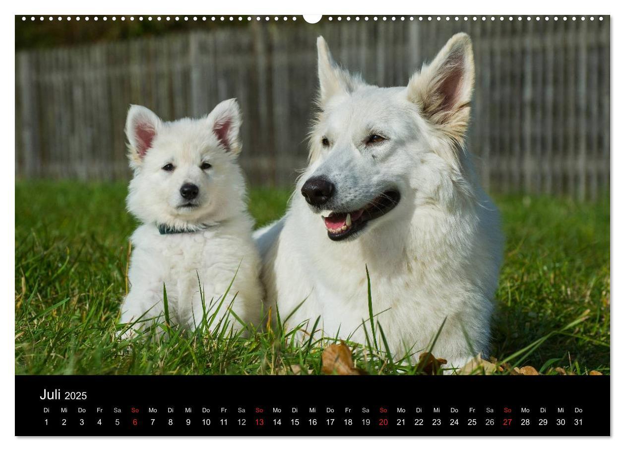 Bild: 9783435758722 | Weißer Schweizer Schäferhund - Ein Tag im Leben einer Hundefamilie...