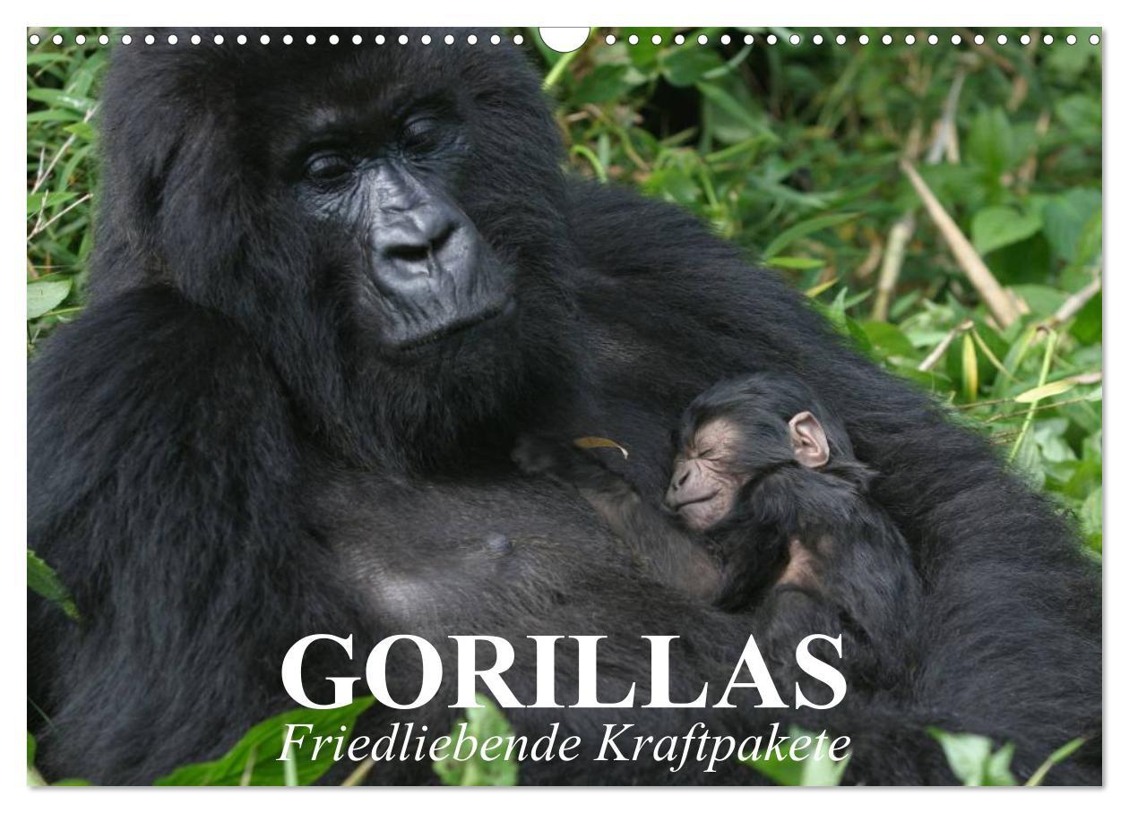 Cover: 9783435600984 | Gorillas. Friedliebende Kraftpakete (Wandkalender 2025 DIN A3...