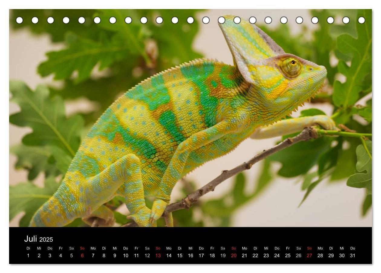 Bild: 9783435826315 | Reptilien &amp; Co. (Tischkalender 2025 DIN A5 quer), CALVENDO...