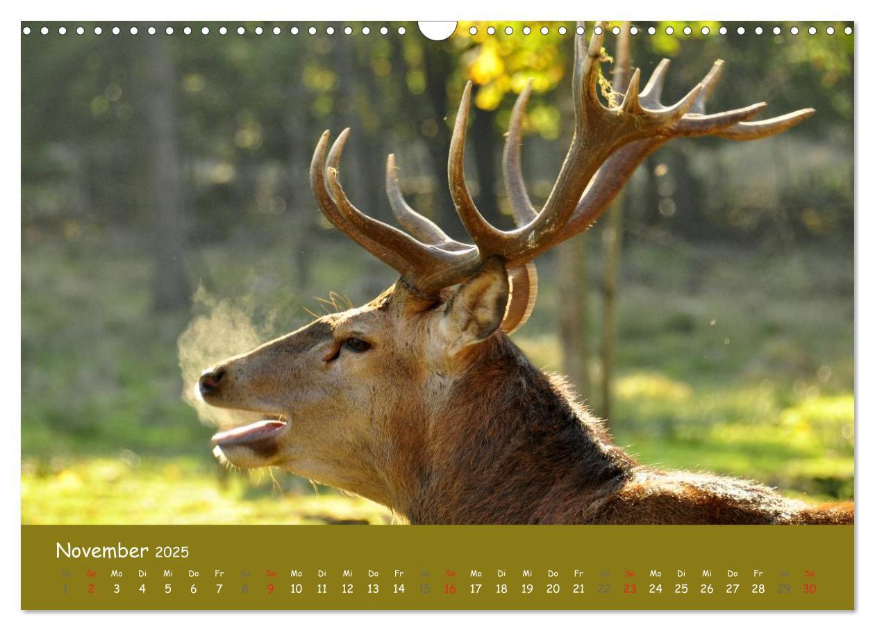 Bild: 9783435634569 | Begegnungen. DER HIRSCH (Wandkalender 2025 DIN A3 quer), CALVENDO...