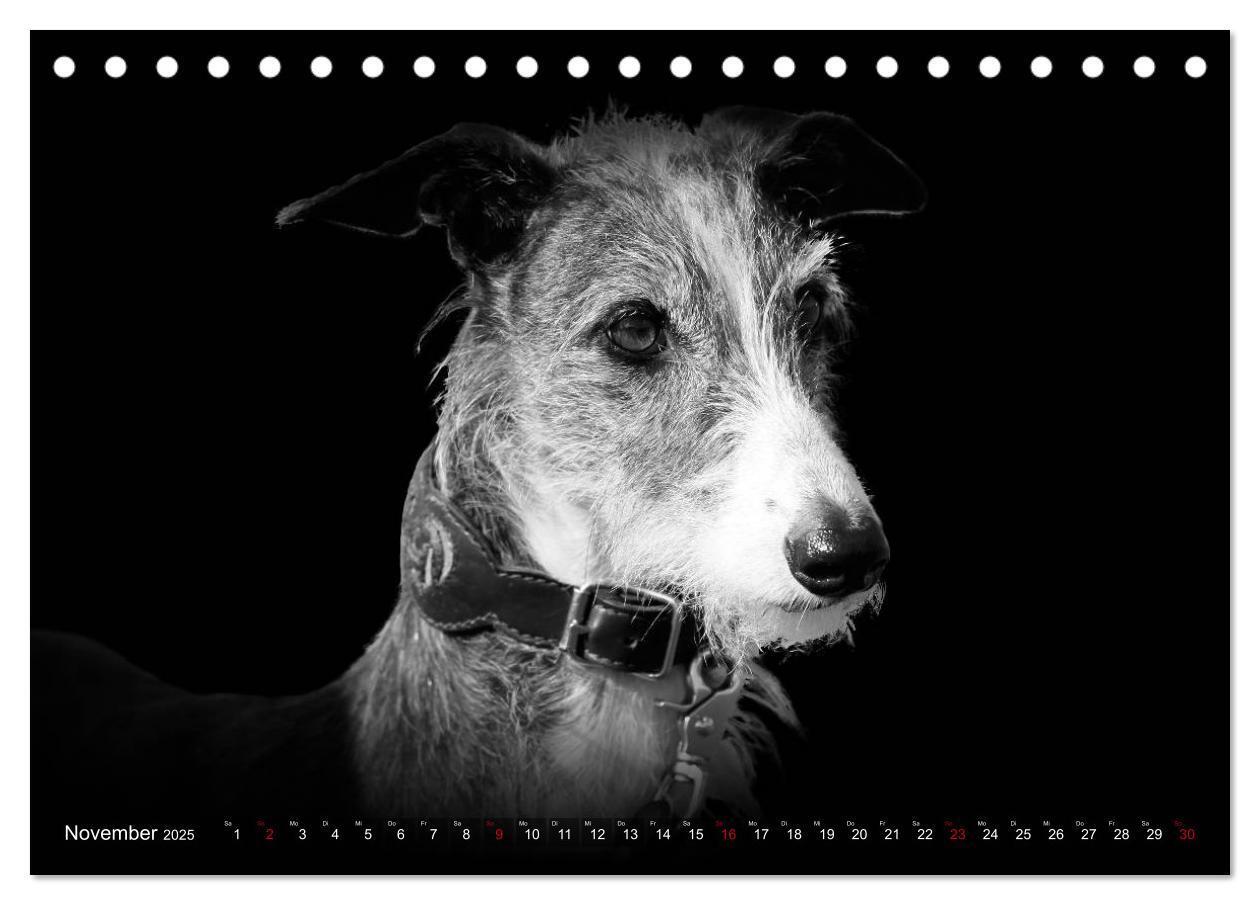 Bild: 9783383824036 | Galgo Español - der spanische Windhund 2025 (Tischkalender 2025 DIN...