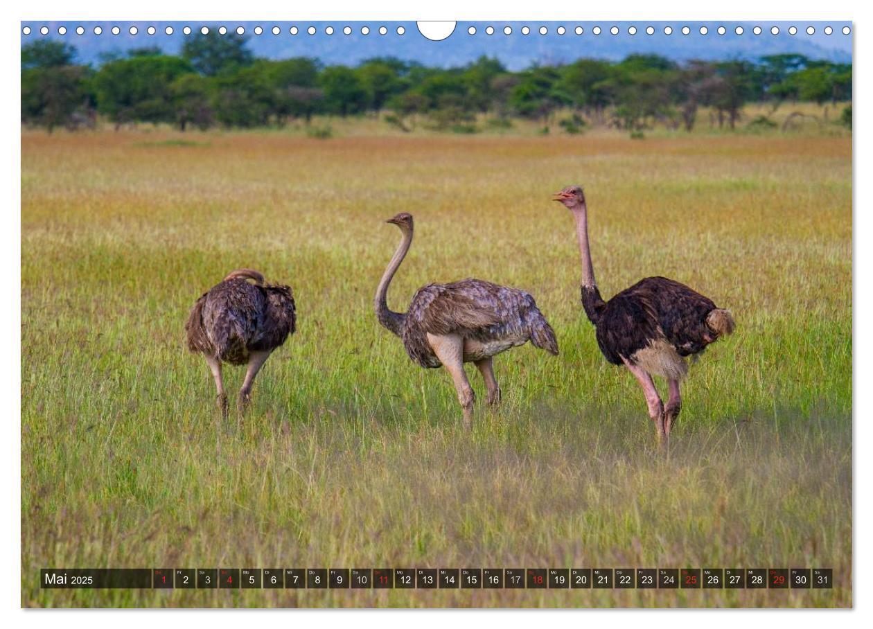 Bild: 9783435808168 | Abenteuer Tansania, Afrika (Wandkalender 2025 DIN A3 quer),...