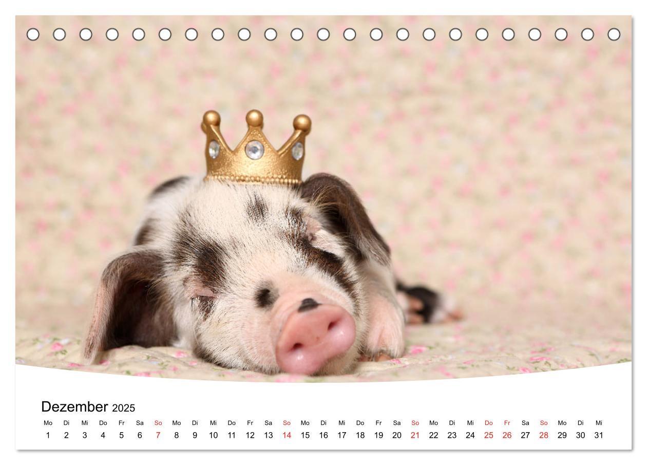 Bild: 9783435332663 | Niedliche Ferkel lovely piglets 2025 (Tischkalender 2025 DIN A5...