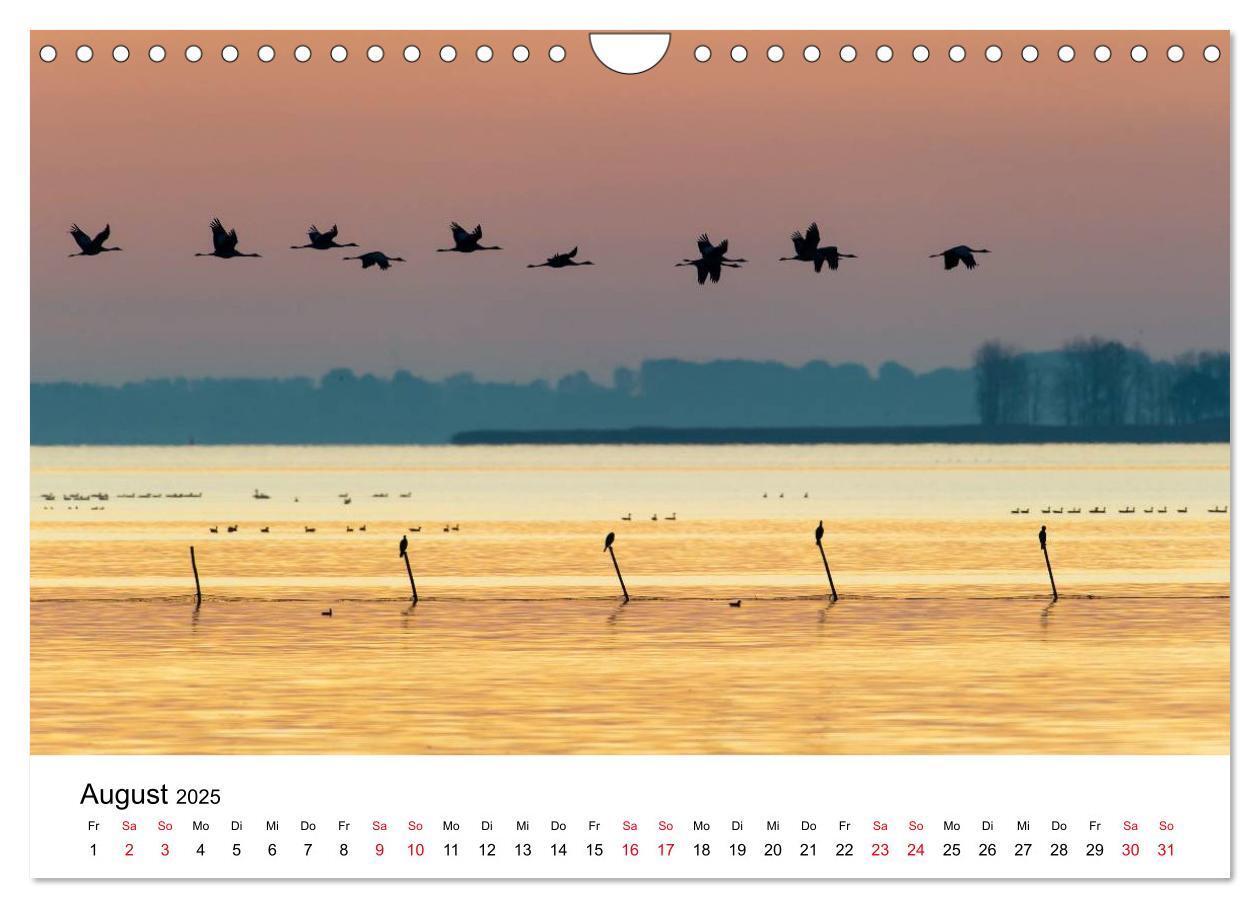 Bild: 9783435612314 | Zug der Kraniche (Wandkalender 2025 DIN A4 quer), CALVENDO...