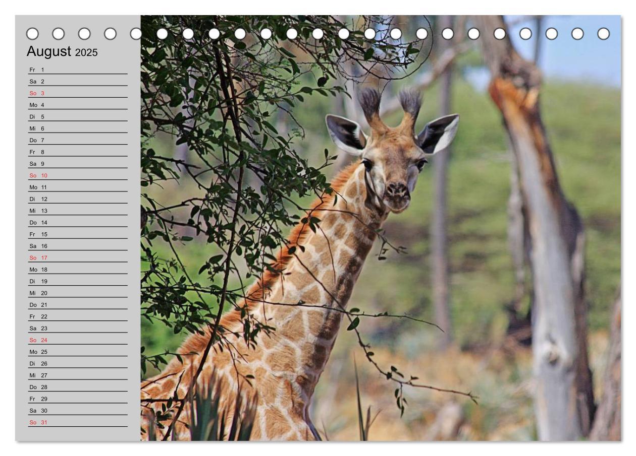 Bild: 9783435534012 | Giraffen. Dem Himmel so nah (Tischkalender 2025 DIN A5 quer),...