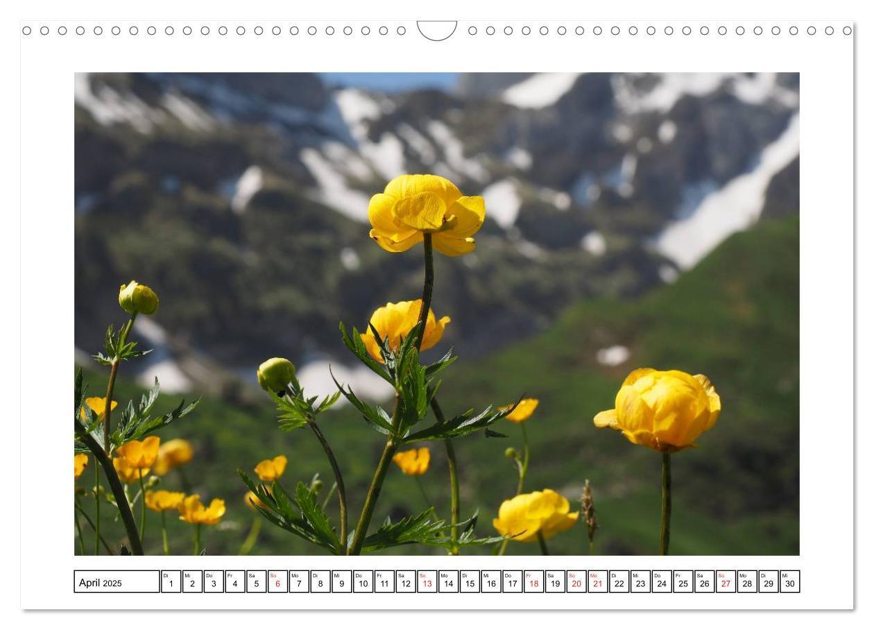 Bild: 9783435599141 | Alpenblumen. Bunte Welt in luftiger Höhe (Wandkalender 2025 DIN A3...