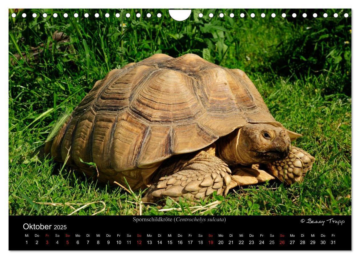 Bild: 9783435774548 | REPTILIEN (Wandkalender 2025 DIN A4 quer), CALVENDO Monatskalender