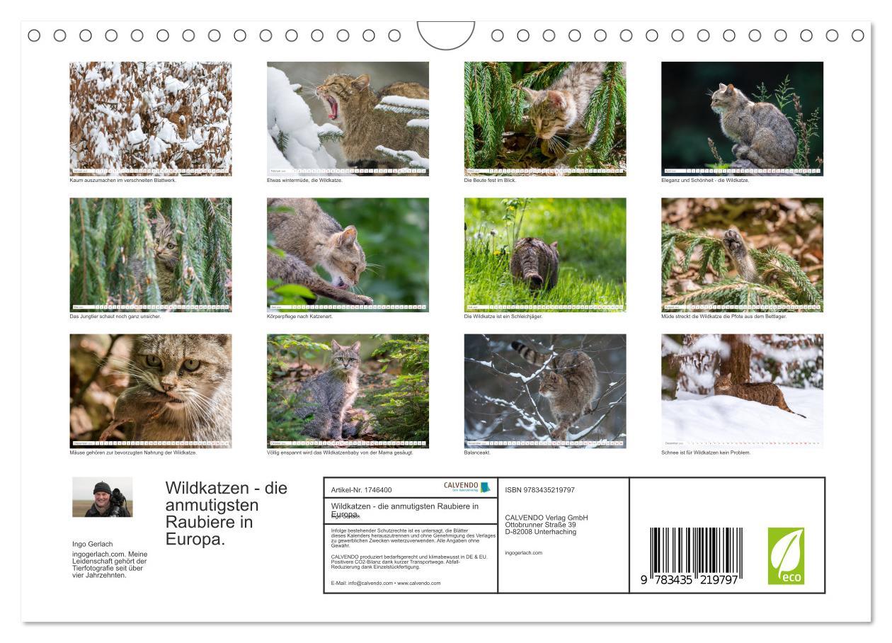 Bild: 9783435219797 | Wildkatzen - die anmutigsten Raubiere in Europa. (Wandkalender 2025...