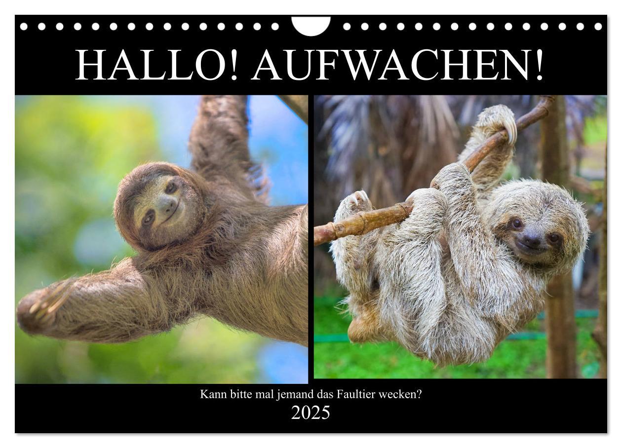 Cover: 9783435302291 | Hallo! Aufwachen! Kann bitte mal jemand das Faultier wecken?...