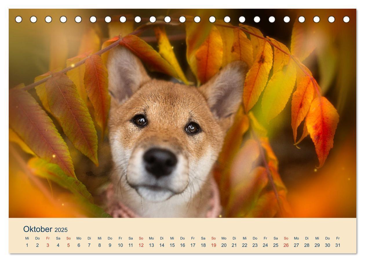 Bild: 9783457234181 | Shiba Inu - mutig, treu, selbstbewusst (Tischkalender 2025 DIN A5...