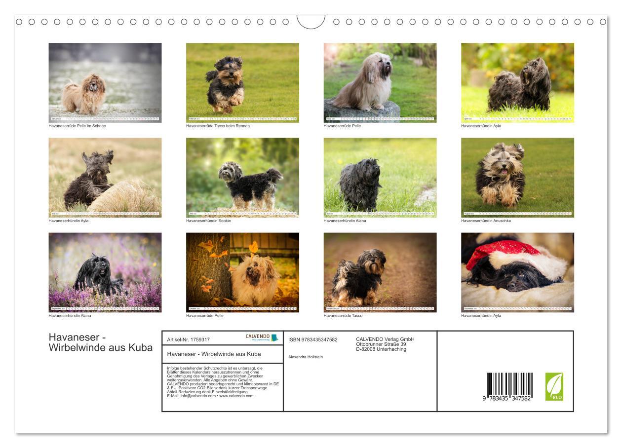 Bild: 9783435347582 | Havaneser - Wirbelwinde aus Kuba (Wandkalender 2025 DIN A3 quer),...