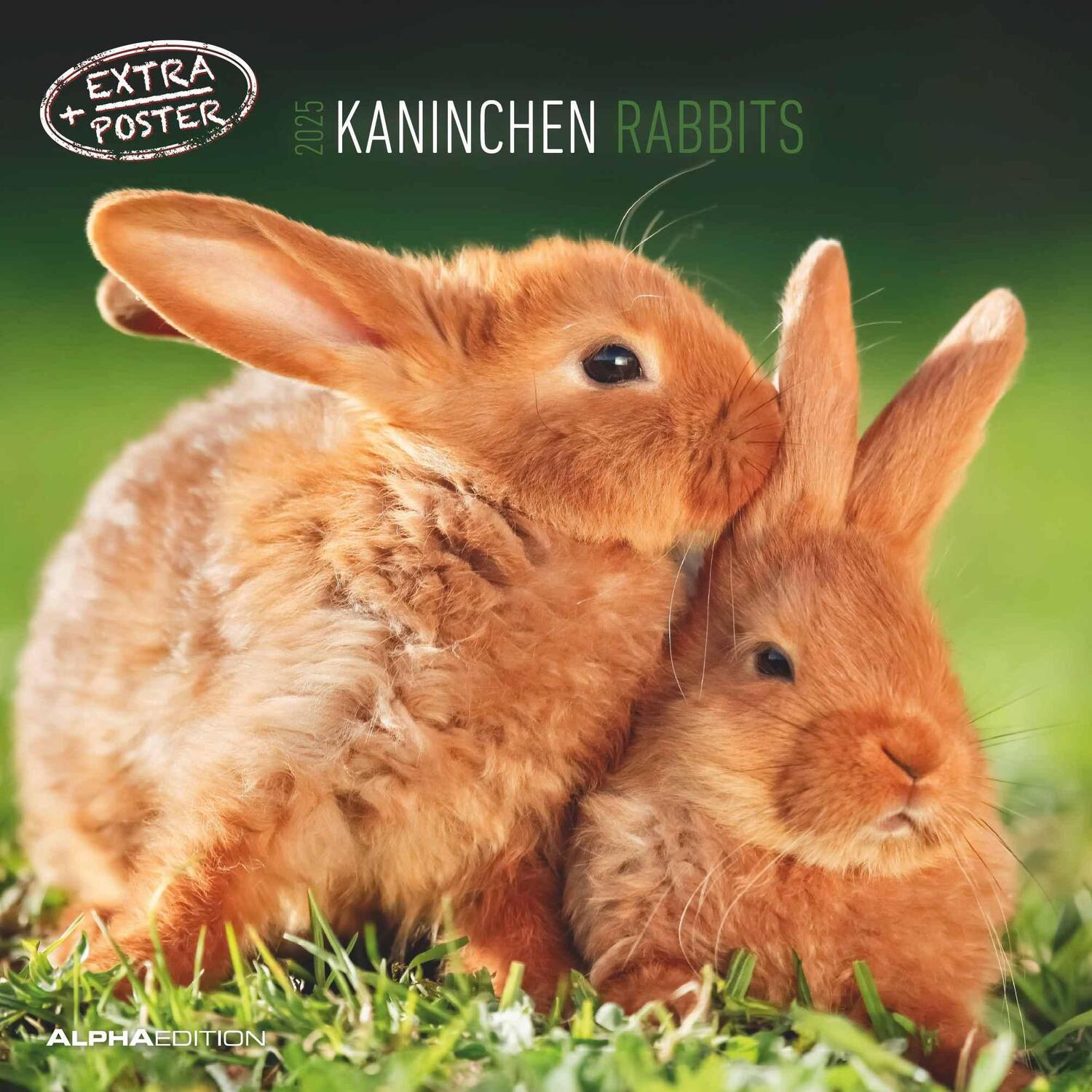 Cover: 4251732340766 | Kaninchen 2025 - Broschürenkalender 30x30 cm (30x60 geöffnet) -...