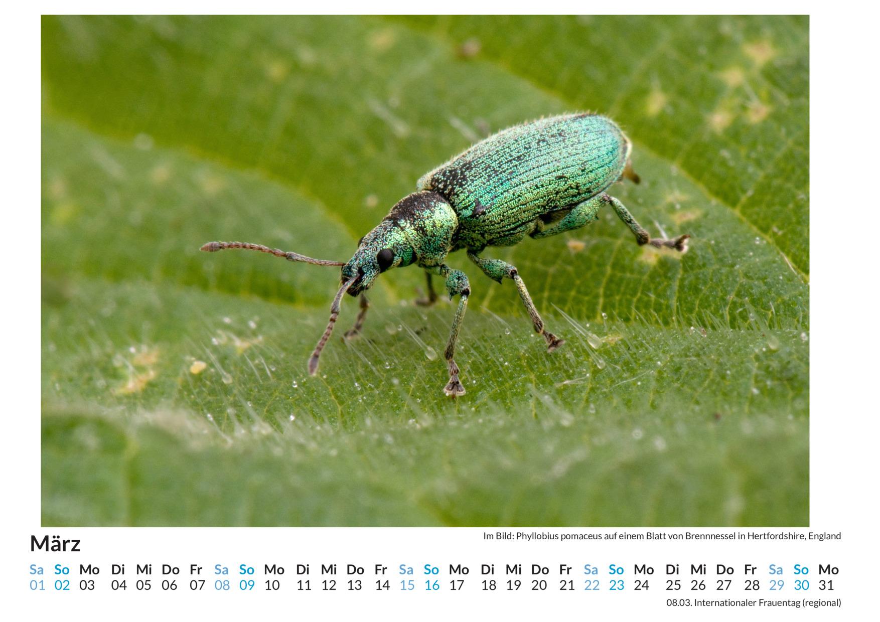 Bild: 9783759122421 | Insekten - (Wandkalender 2025, Kalender DIN A4 quer, Monatskalender...