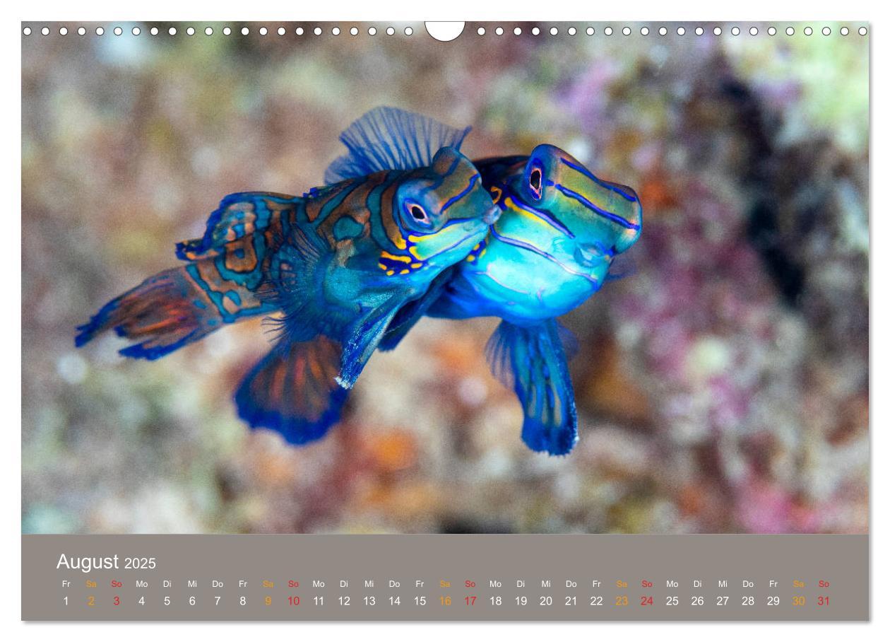 Bild: 9783435678242 | Meerestiere unter der Lupe - Unterwasserkalender (Wandkalender 2025...