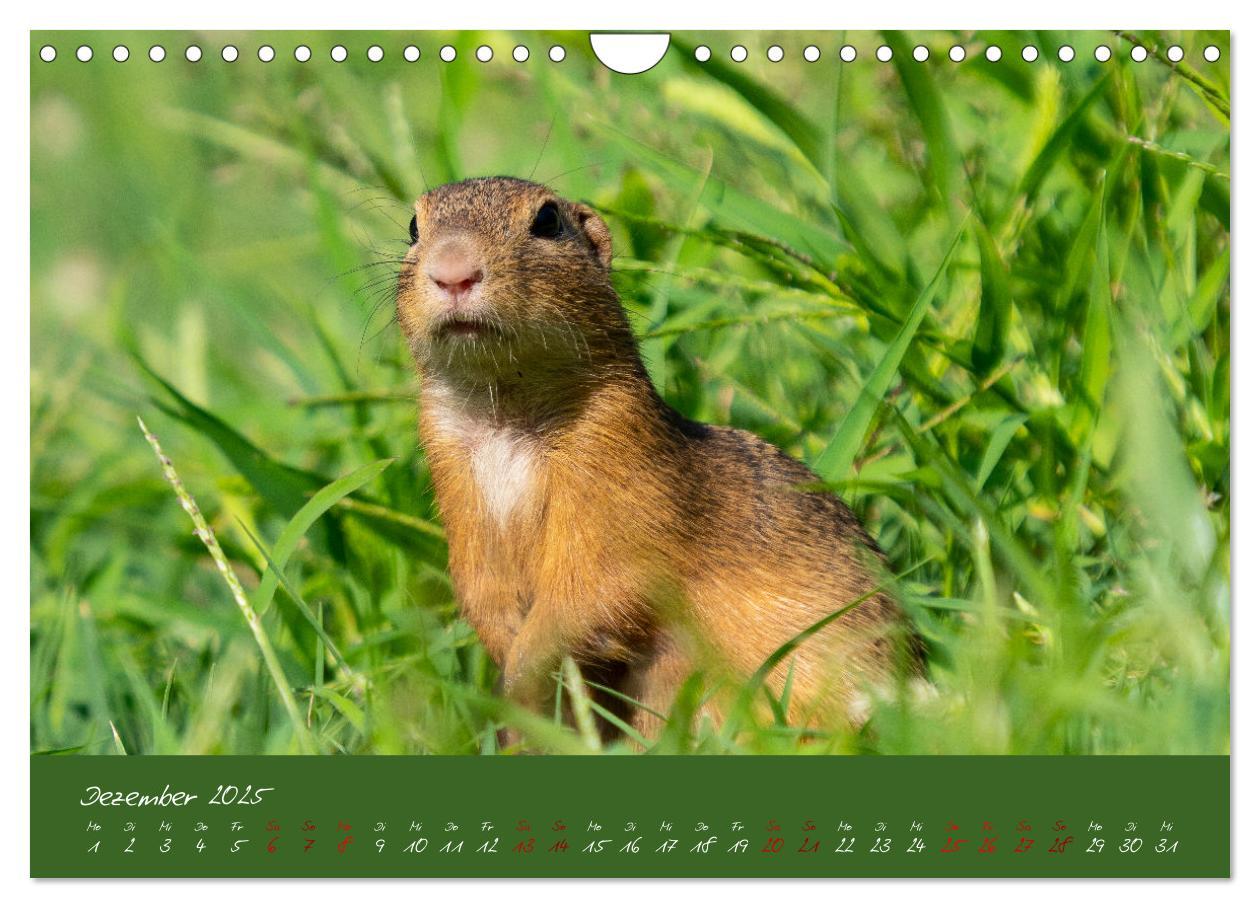 Bild: 9783383861154 | Ziesel auf Augenhöhe (Wandkalender 2025 DIN A4 quer), CALVENDO...