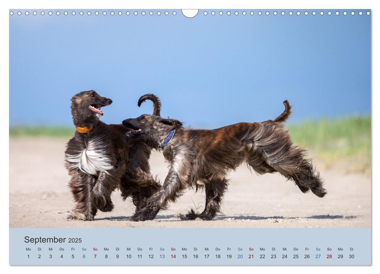 Bild: 9783435413324 | AFGHANISCHE WINDHUNDE 2025 (Wandkalender 2025 DIN A3 quer),...