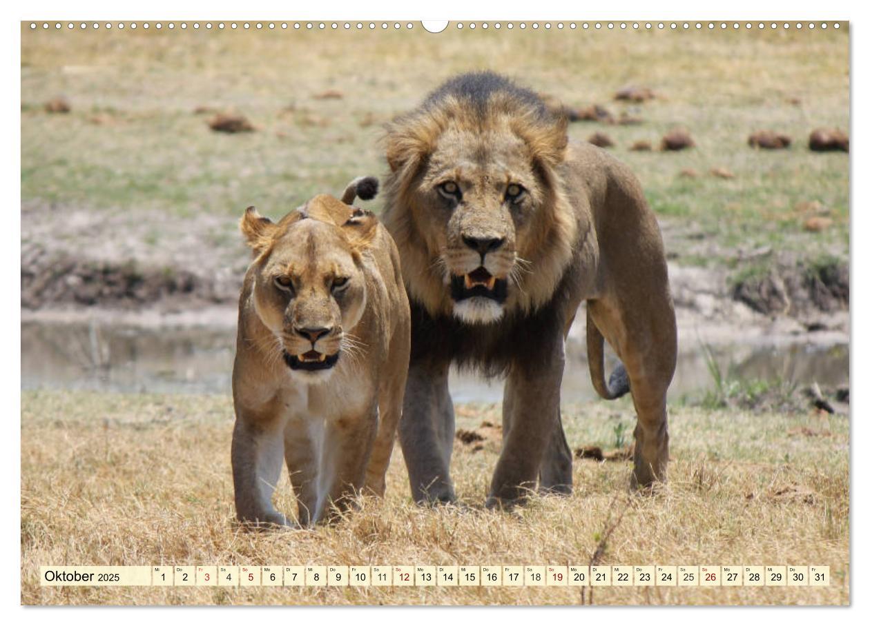 Bild: 9783435418640 | Afrika. Botswanas wundervolle Tierwelt (Wandkalender 2025 DIN A2...