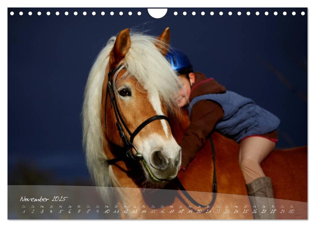 Bild: 9783435505494 | Haflinger-Pferde in Reinzucht (Wandkalender 2025 DIN A4 quer),...