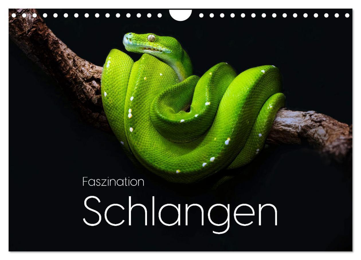 Cover: 9783457182697 | Faszination Schlangen (Wandkalender 2025 DIN A4 quer), CALVENDO...