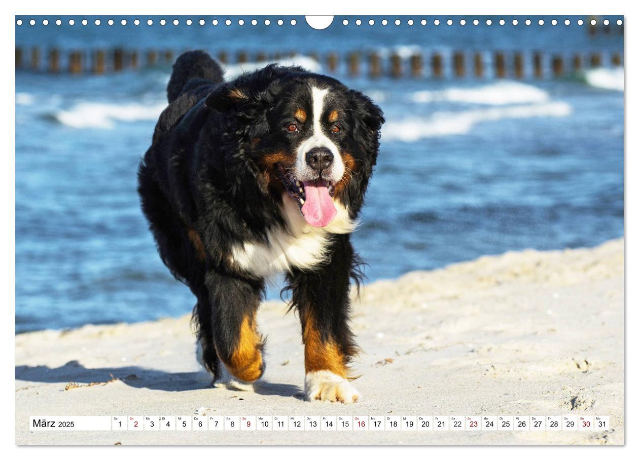 Bild: 9783435380800 | Faszinierende Schönheit Berner Sennenhund (Wandkalender 2025 DIN A3...